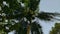 wind, banana trees, coconut trees, vatta tree in blue hour