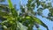 wind, banana trees, coconut trees, vatta tree and blue sky