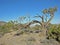 Wind bent Juniper near Red Rock Canyon, Nevada.