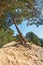 A wind-bent pine tree clings to the sand with its curiously curved old roots