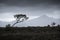 Wind-bent tree in front of mountains on a stormy rainy day on lofoten islands in norway