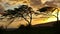 Wind-bent trees on Maui during sunset