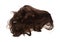 Wind blow Long wavy curl Wig hair style fly fall. Brown woman wig hair float in mid air. Curly wavy brown wig hair wind blow cloud