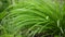 Wind blowing grass, green background