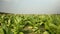 Wind blowing over tobacco plants; White cows and farmer walking away as backdrop