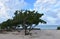 Wind Blown Divi Trees Lining the Coast of Aruba