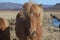 Wind Blown Mane on a Horse