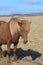 Wind Blown Mane on an Icelandic Horse