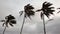 Wind blown palm trees