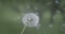 The wind blows away the dandelion seeds. Slow motion video