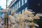 The wind blows on dry grass and wheat in front of a Dutch blue building