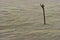 Wind blows sand around a stick of driftwood