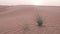 Wind blows sand in the desert of sand dunes in the Sahara desert at sunset, tall wild grass, 4k