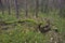 The wind broke the tree. Roots and trunk of an overturned tree