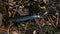 The wind brought a bird\'s feather to a forest path that snagged on the root of the field grass. In the background are