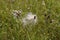 The wind carries ripe burdock seeds into the field