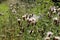 The wind carries ripe burdock seeds into the field