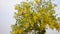 Wind with Cassia fistula known as the golden shower tree