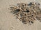 Wind crabs are coming out of the hole, which is their habitat on the beach