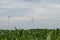 Wind energy.Wind turbines in a corn field. Alternative energy sources.