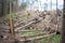 Wind fallen broke trees in forest disaster