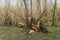 Wind fallen tree in a deciduous forest