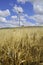 Wind farm and barley