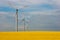 Wind farm and beautiful rapeseed flower in bloom with a clear sky