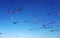 Wind festival at Bondi beach, Sydney, Australia on 10 September 2017. Colorful kites in the sky as famous event at Bondi beach, Sy