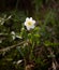 Wind flower in the forest illuminated by a sunbeam