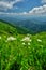 Wind flowers at Velka Fatra under Krizna