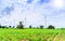 Wind generators turbines electricity and agricultural fields on a summer day with blue sky. Windmills energy production with clean