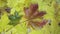 The wind gust blows off the green, red and yellow leaves of a maple lying on a wooden flooring in sunny autumn day