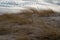 Wind-leaned sharp dune plants