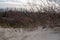 Wind-leaned sharp dune plants