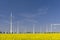 Wind mills with canola field and alley trees