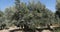 Wind in the Olive`s Tree near Maussane Les Alpilles in the South East of France, Real Time