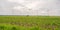 Wind park with several modern renewable energy wind turbines, agricultural field in the front, cloudy day, landscape during dusk