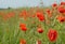 The wind, poppies and grass