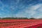 Wind power plant on a blooming tulip field somewhere in Holland - a renewable energy source