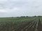 Wind power plants and agricultural field in Denmark