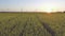 Wind-Powered Electrical Generators at Rapeseed Field. Aerial view