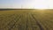 Wind-Powered Electrical Generators at Rapeseed Field. Aerial view