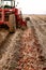 Wind rowing red potatoes during an Idaho potato harvest.