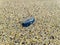 By the wind sailor, Velella Velella, washed up on Narin Beach, County Donegal - Republic of Ireland