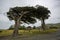 Wind sculpted trees, macrocarpa trees, Slope Point, South Island, New Zealand