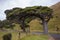 Wind sculpted trees, macrocarpa trees, Slope Point, South Island, New Zealand