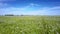 Wind shakes buckwheat flowers on vast field