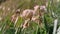 Wind shaking grass and flowers in slow motion