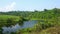 Wind slow blowing green tree in rainforest near ponds and hill. Forest in sunny day and blue sky and white clouds. Fresh air and g